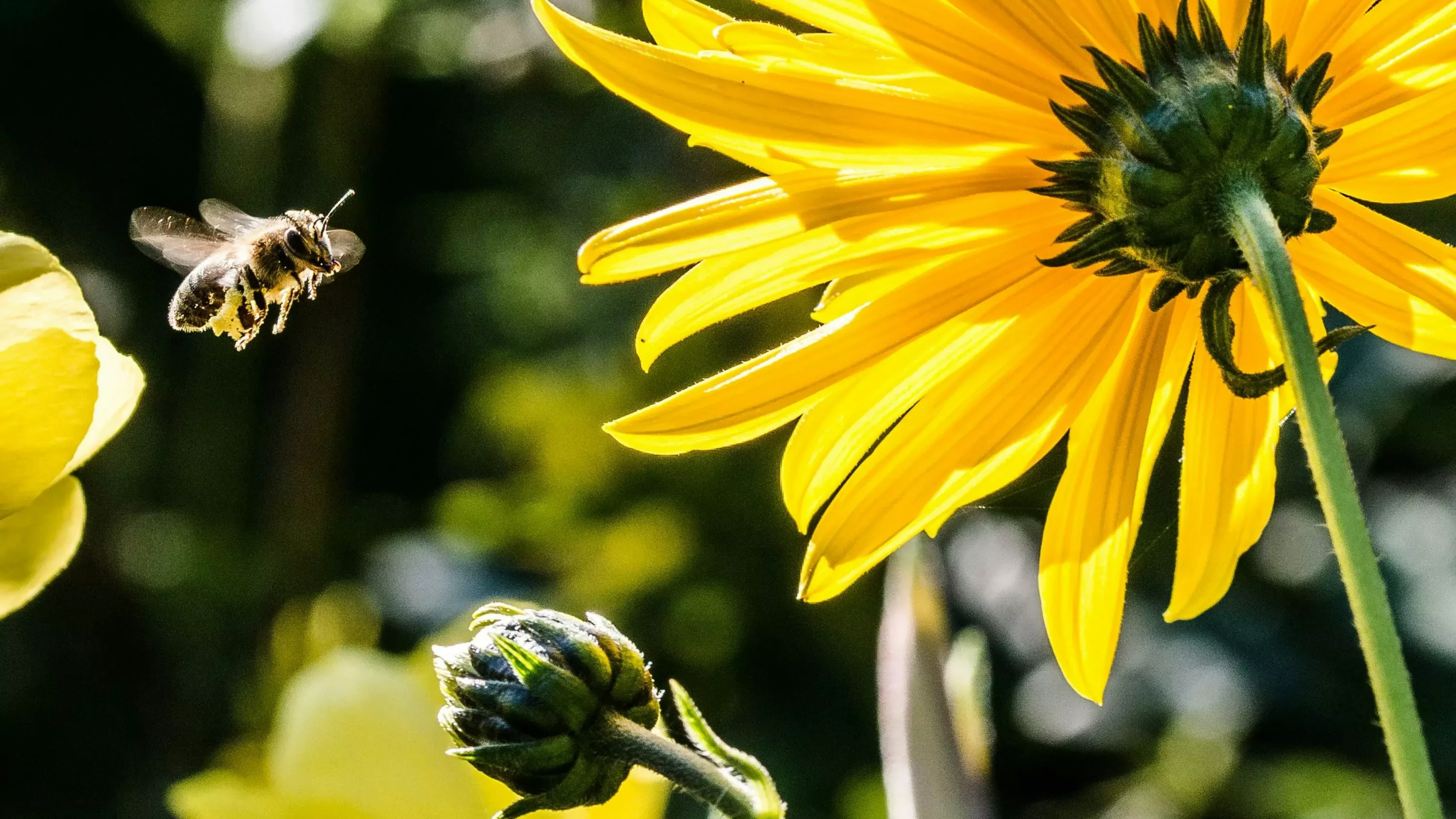 Bild auf 5min.at zeigt eine Biene auf einer Blume