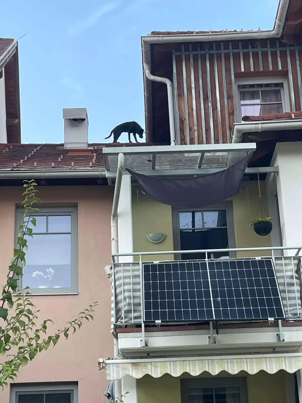 Bild auf 5min.at zeigt wie ein Feuerwehrmann den Hund vom Hausdach rettet