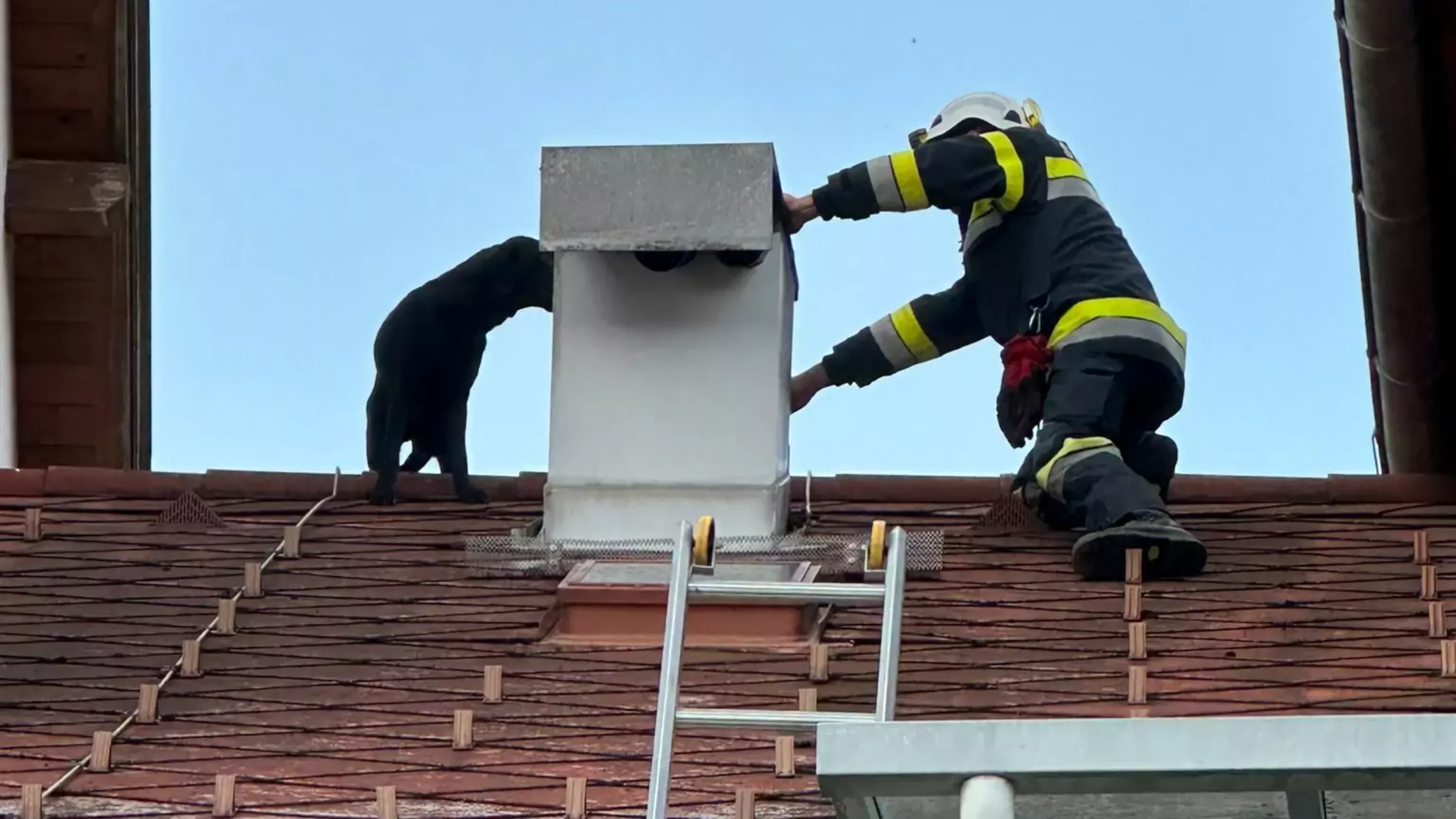Bild auf 5min.at zeigt wie ein Feuerwehrmann den Hund vom Hausdach rettet