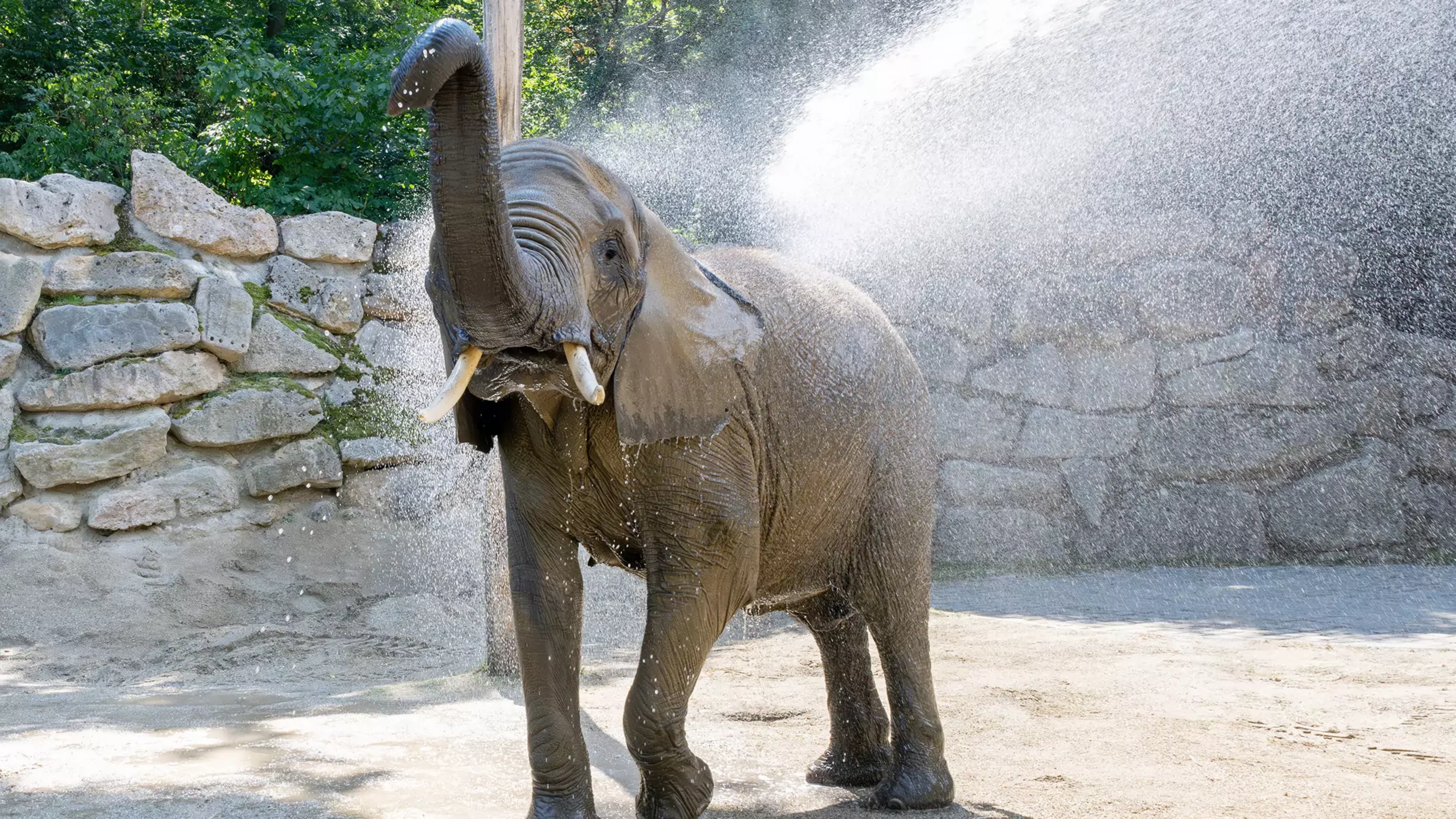 Bild auf 5min.at zeigt einen Elefant.