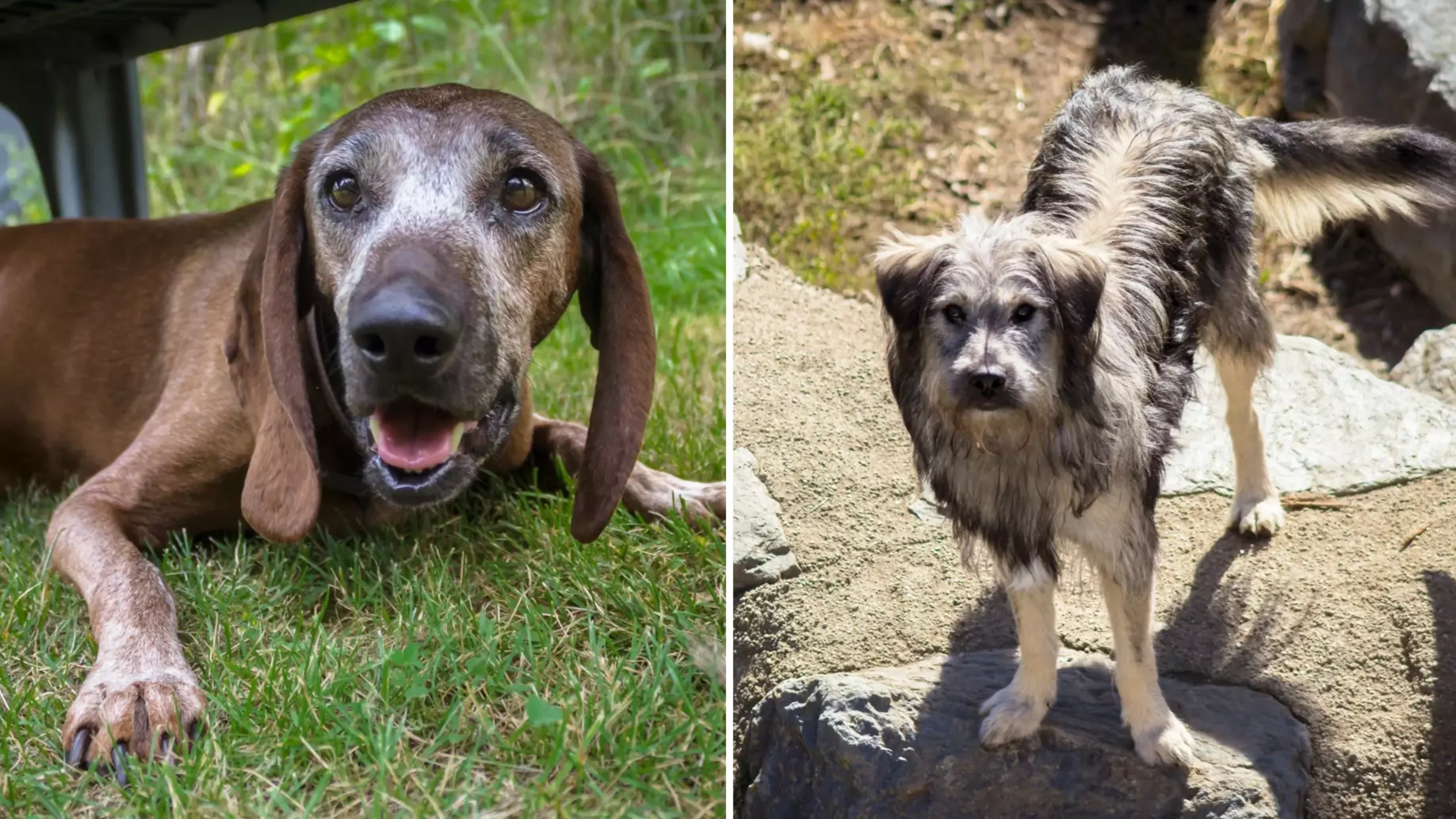 Eine Bildmontage auf 5min.at zeigt die Hunde Jessy und Pauli.
