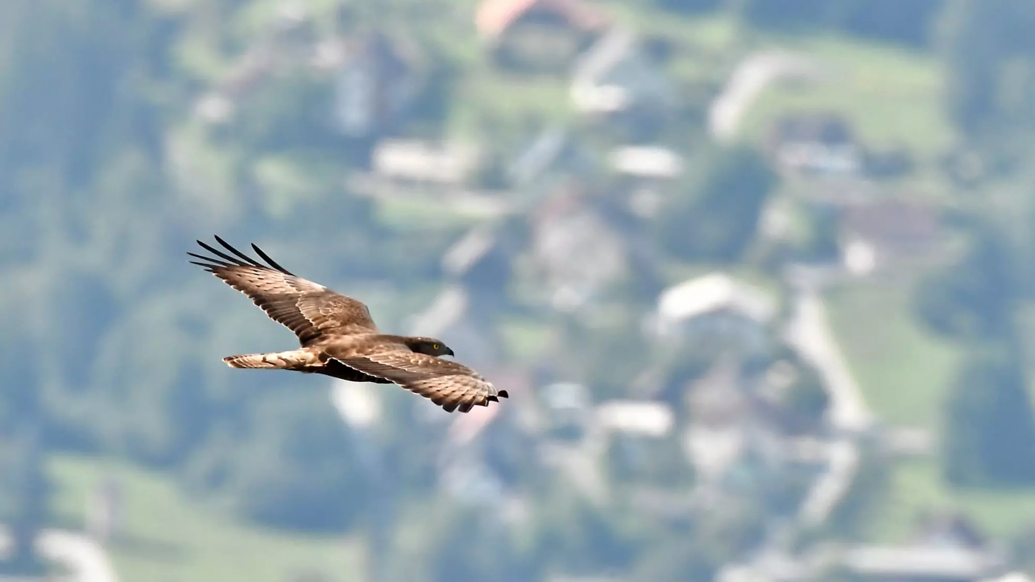 Ein Bild auf 5min.at zeigt einen fliegenden Greifvogel über dem Naturpark Dobratsch.