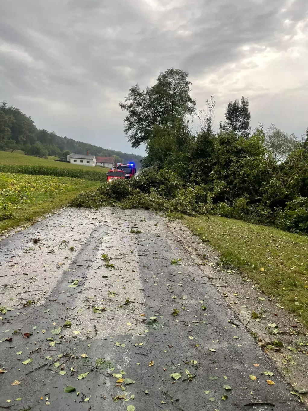 Das Bild auf 5min.at zeigt einen Feuerwehreinsatz aufgrund eines auf die Straße gestürzten Baumes.