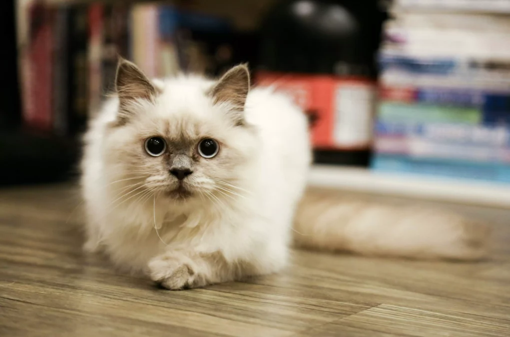 Ein Bild auf 5min.at zeigt eine Katze.