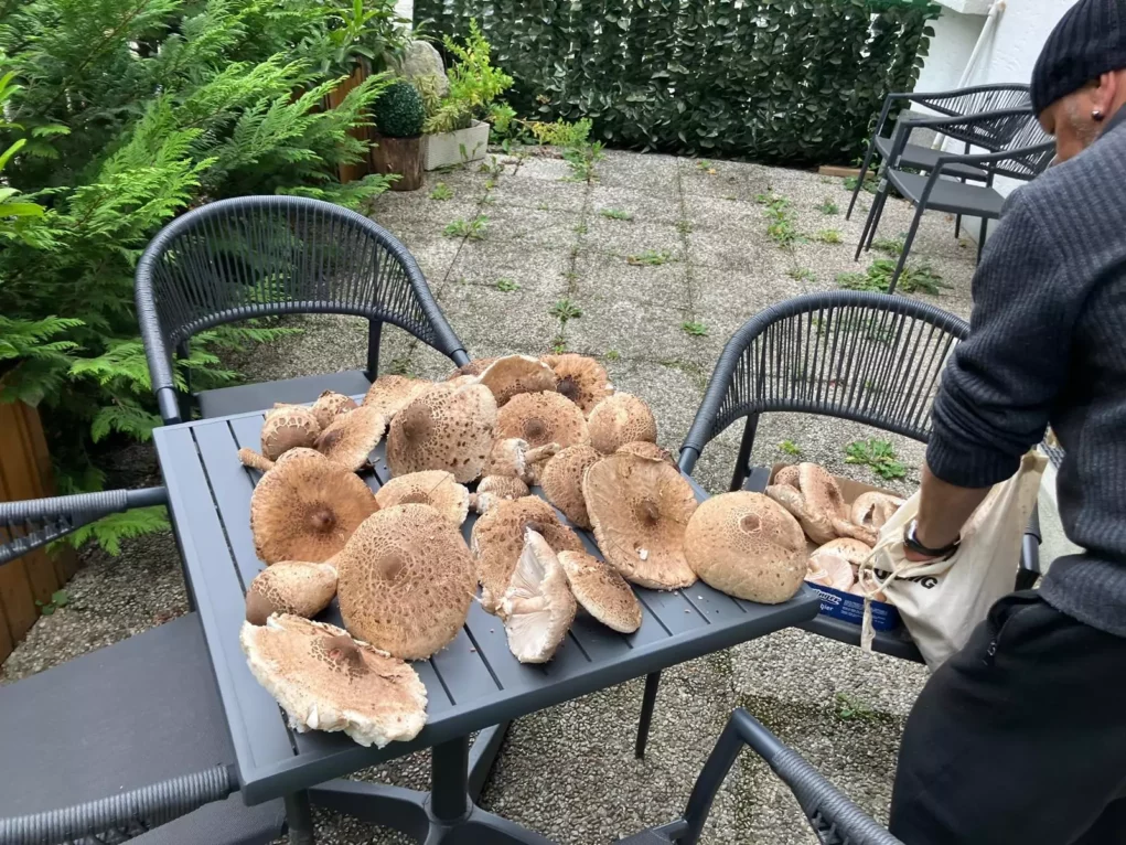 Ein Bild auf 5min.at zeigt die Parasolpilze auf einem Gartentisch liegen.