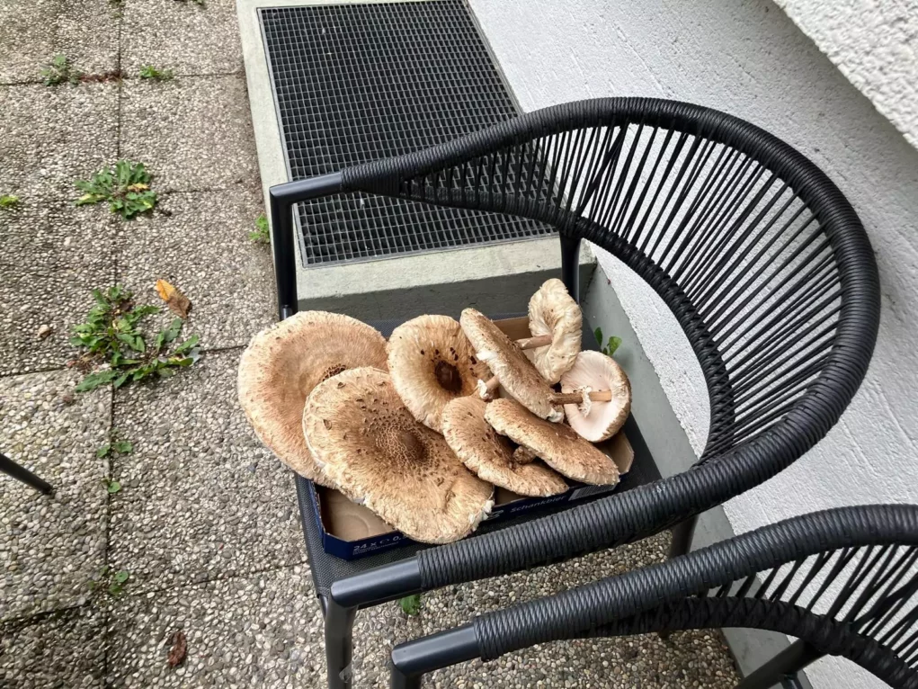Ein Bild auf 5min.at zeigt die Parasolpilze auf einem Gartenstuhl liegen.