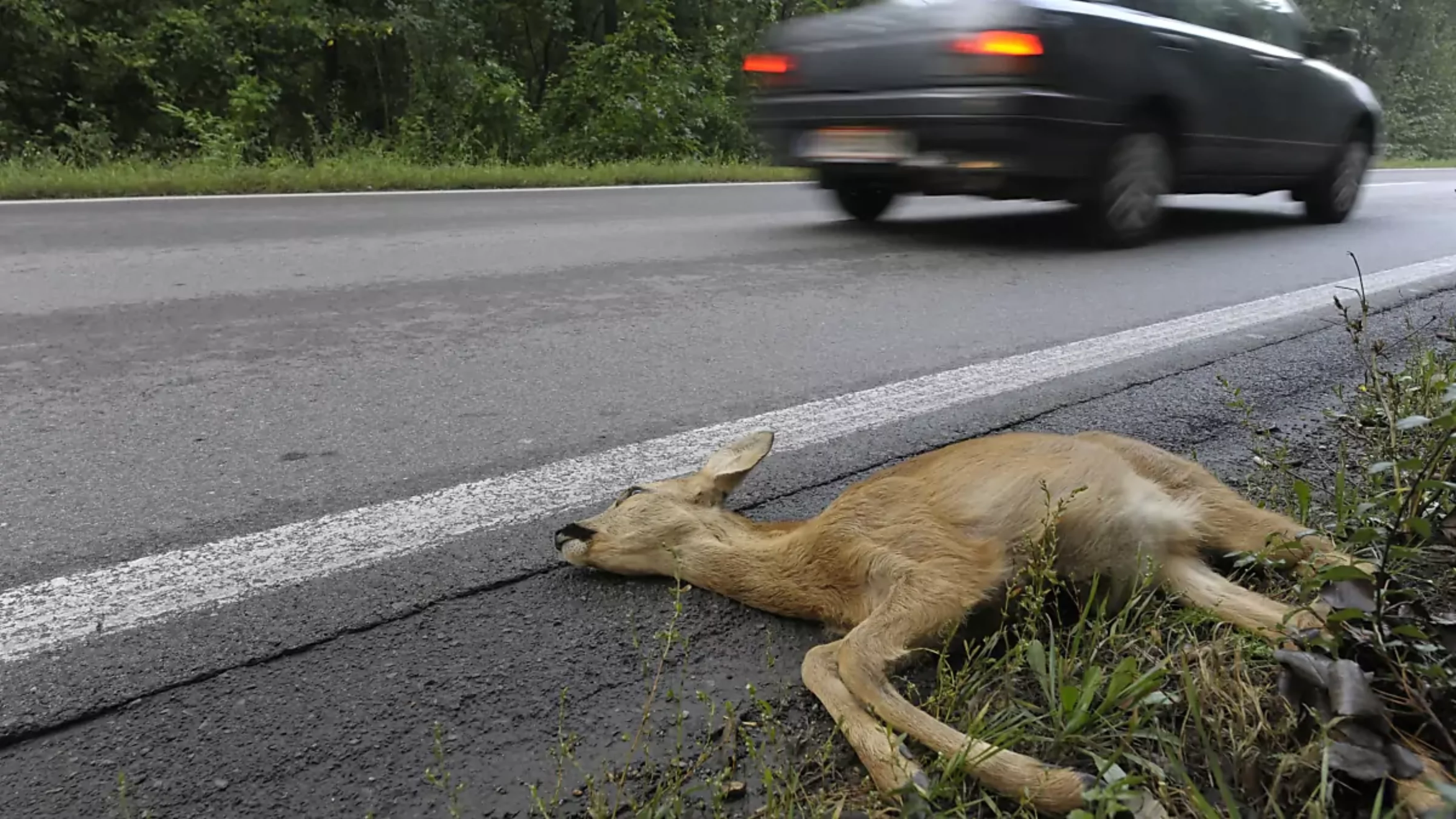 Ein Bild auf 5min.at zeigt ein totes Reh am Straßenrand nach einem Wildunfall.