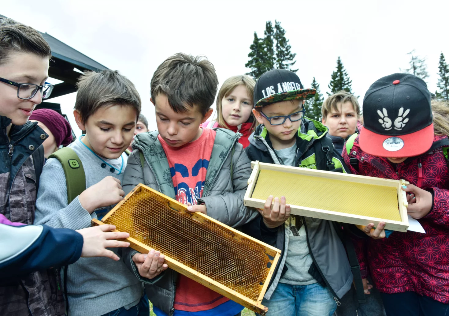 Ein Bild auf 5min.at zeigt Kinder mit Bienenwaben in den Händen.