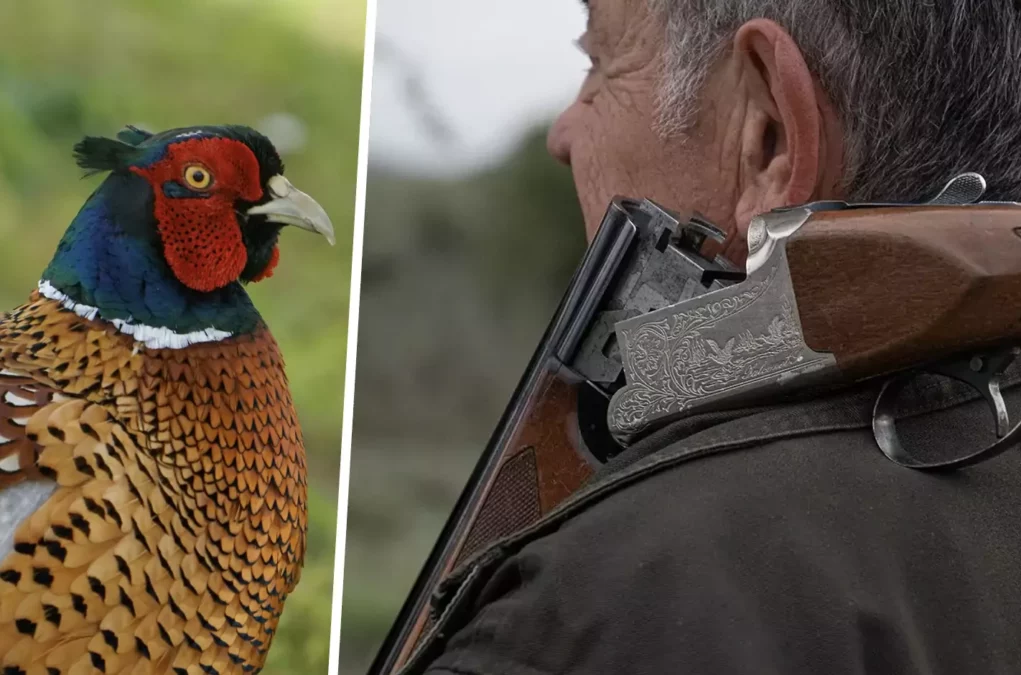 Symbolfoto auf 5min.at zeigt einen Fasan und einen J&auml;ger.