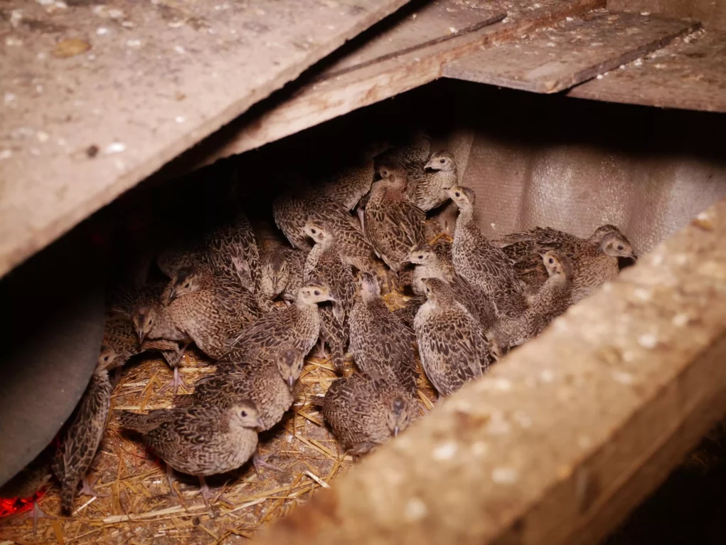 Foto auf 5min.at zeigt Fasane.