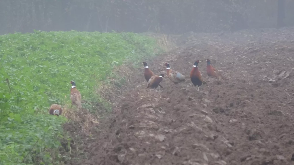 Foto auf 5min.at zeigt Fasane.