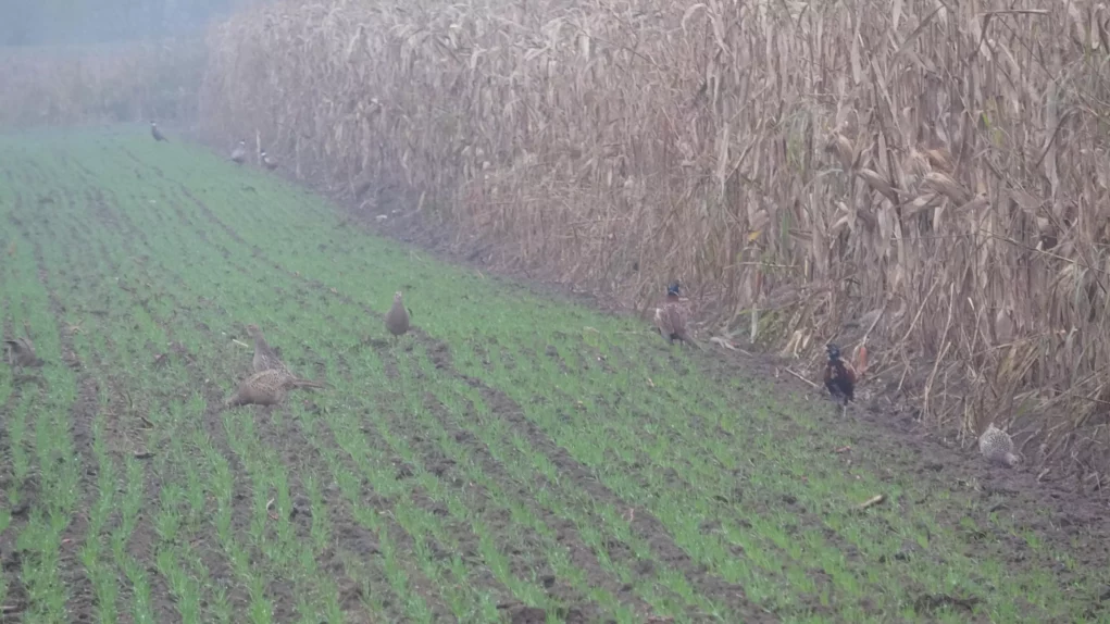 Foto auf 5min.at zeigt Fasane.