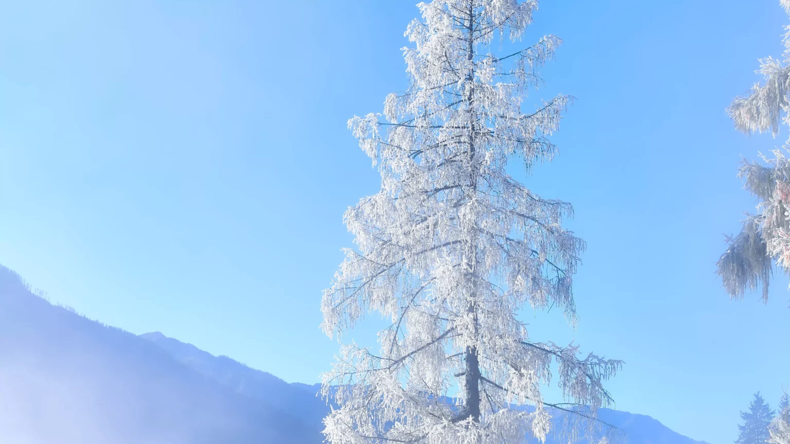 Ein Bild zeigt einen Baum im Kärntner Mölltal, der von weißem Frost überzogen ist.