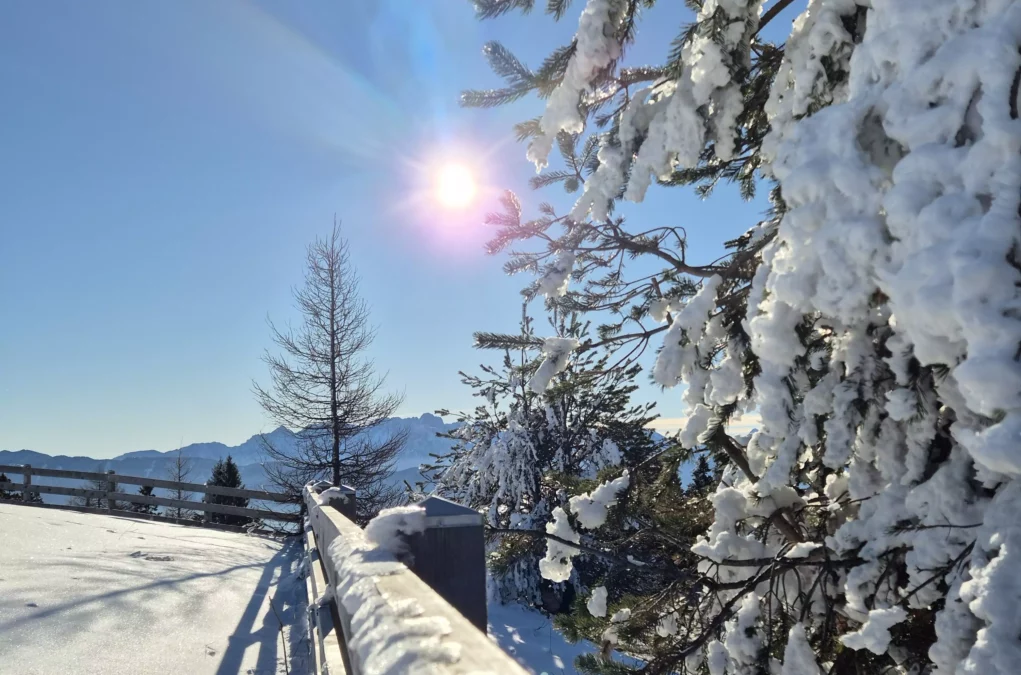 Ein Bild auf 5min.at zeigt verschneite B&auml;ume am Dobratsch in K&auml;rnten.