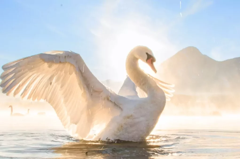 Ein Bild auf 5min.at zeigt einen Schwan.