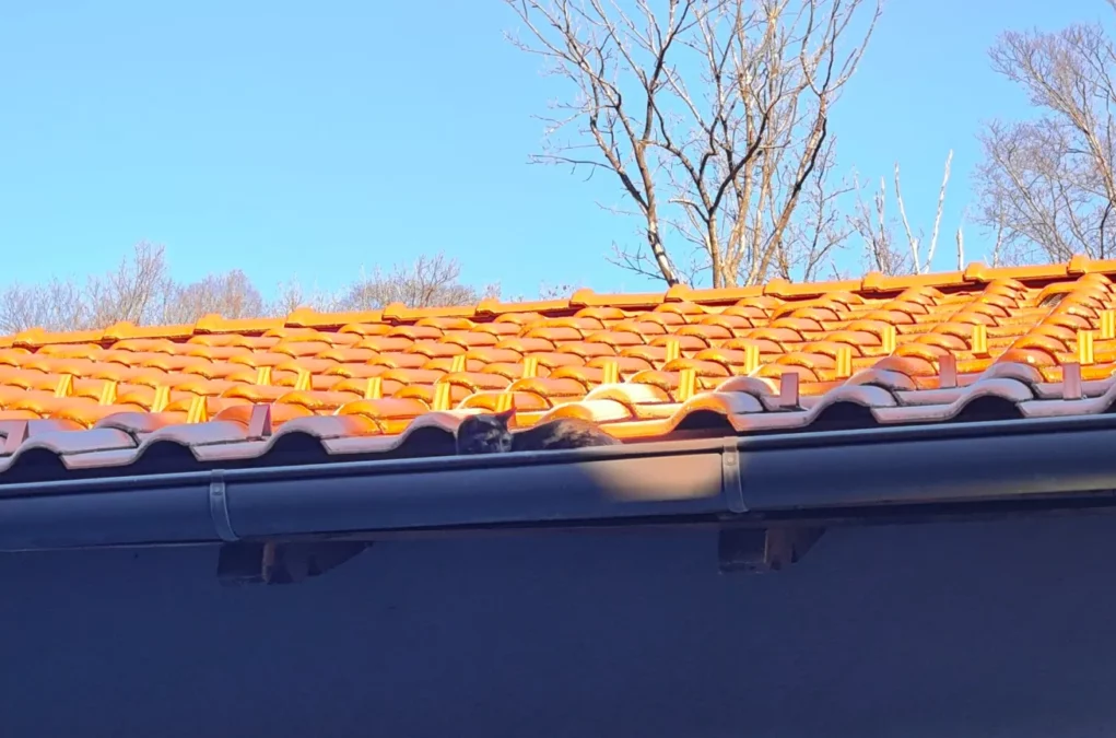 Foto auf 5min.at zeigt eine Katze in einer Dachrinne