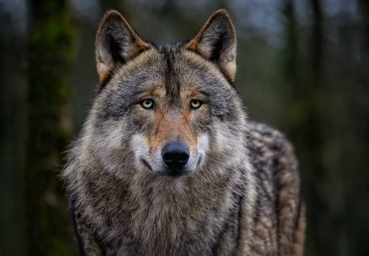 Das Bild auf 5min.at zeigt einen Wolf.