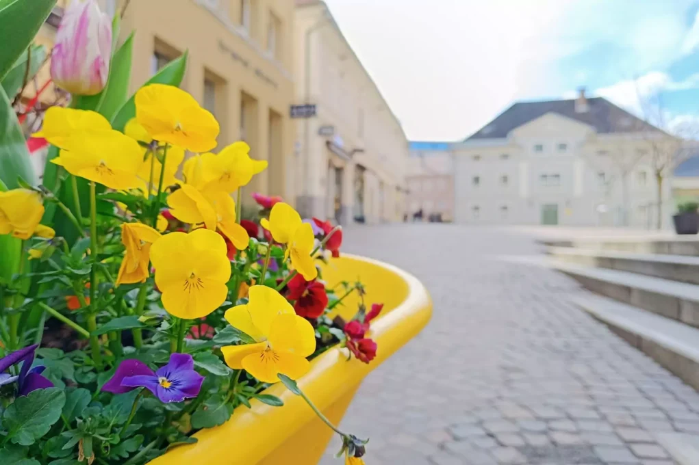 Ein Bild auf 5min.at zeigt gelbe Frühlingsblumen in einem Blumentrog in Villach.