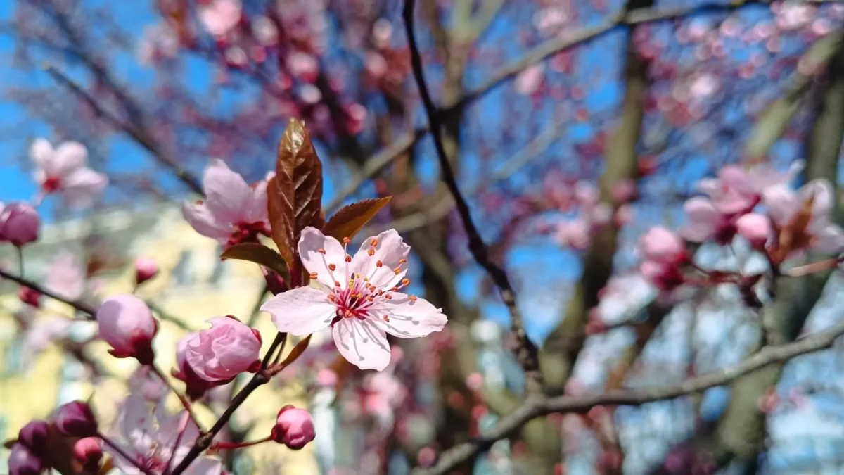 Ein Bild auf 5min.at zeigt rosa Kirschblüten in der Villacher Innenstadt.