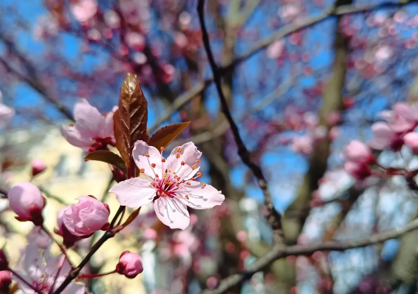 Ein Bild auf 5min.at zeigt rosa Kirschblüten in der Villacher Innenstadt.