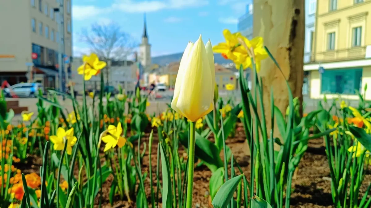 Ein Bild auf 5min.at zeigt eine gelbe Tulpe in der Villacher Innenstadt.