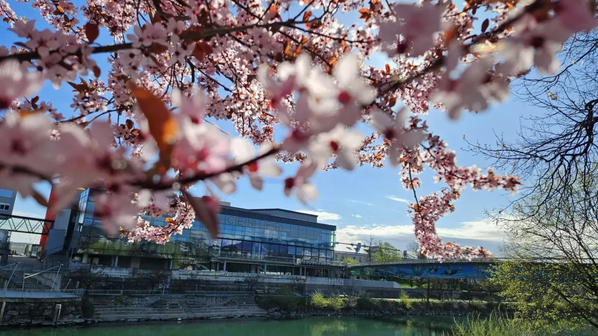 Ein Bild auf 5min.at zeigt rosa Kirschblüten in der Villacher Innenstadt.