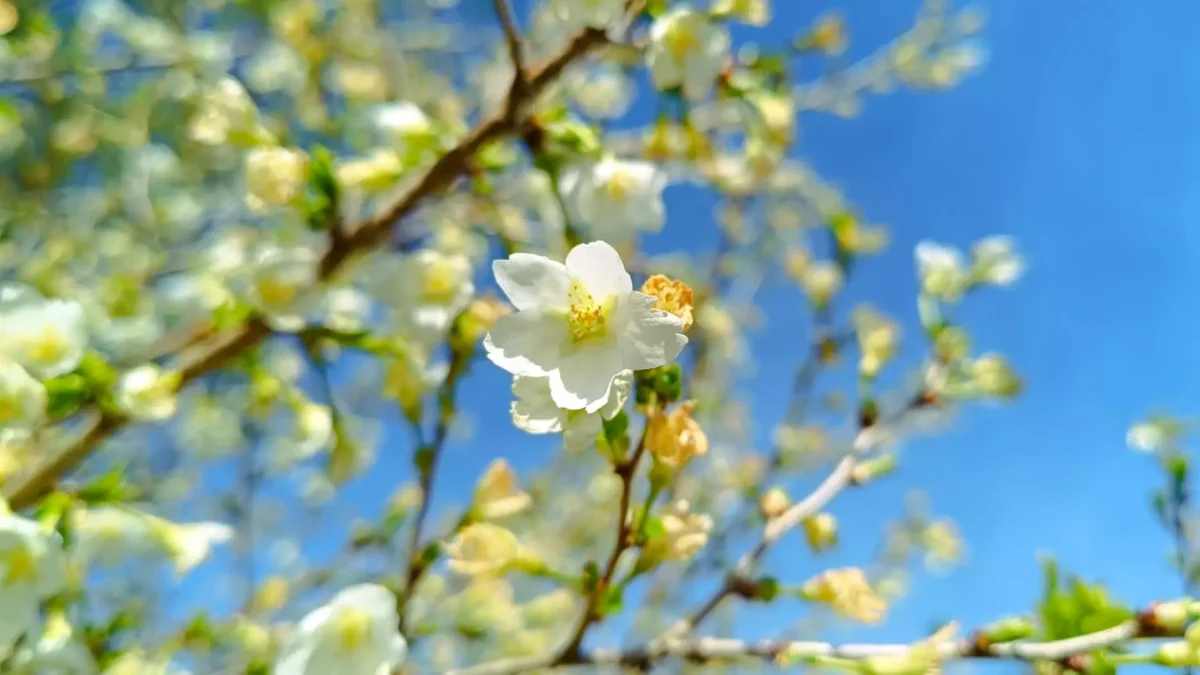 Foto auf 5min.at zeigt einen blühenden Baum