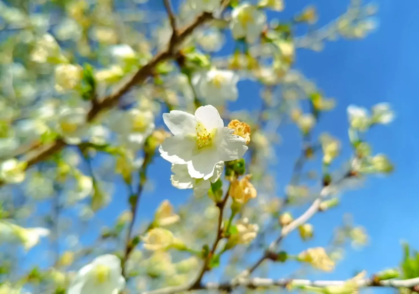 Foto auf 5min.at zeigt einen blühenden Baum