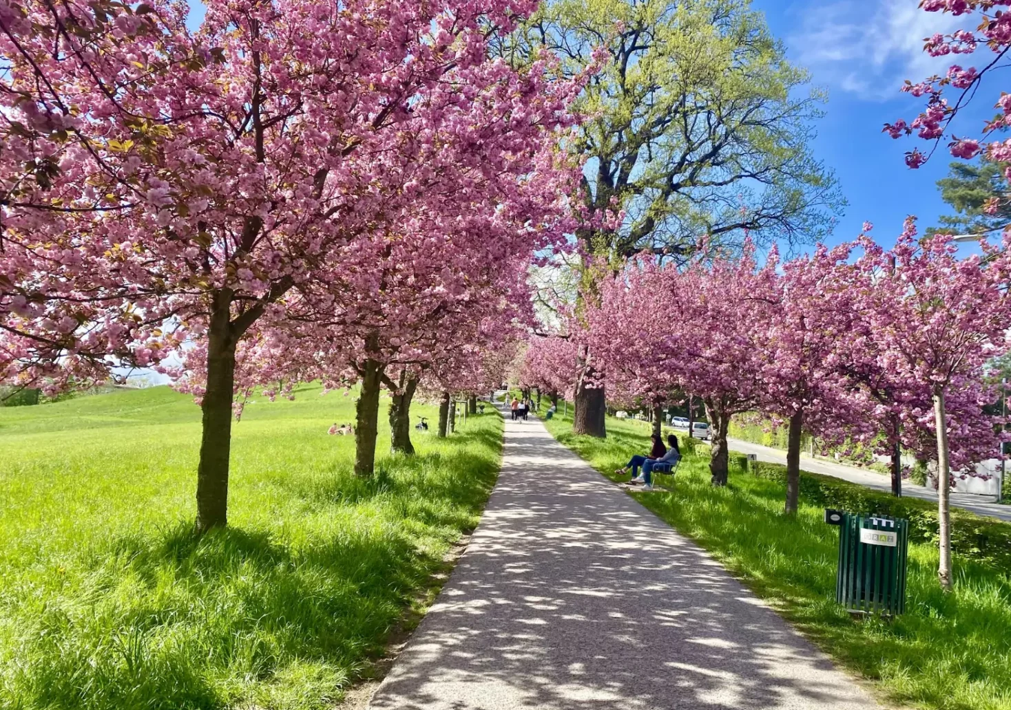 Foto auf 5min.at zeigt Kirschblüten am Rosenhain in Graz