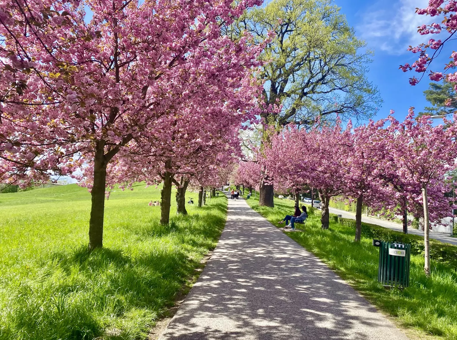 Foto auf 5min.at zeigt Kirschblüten am Rosenhain in Graz