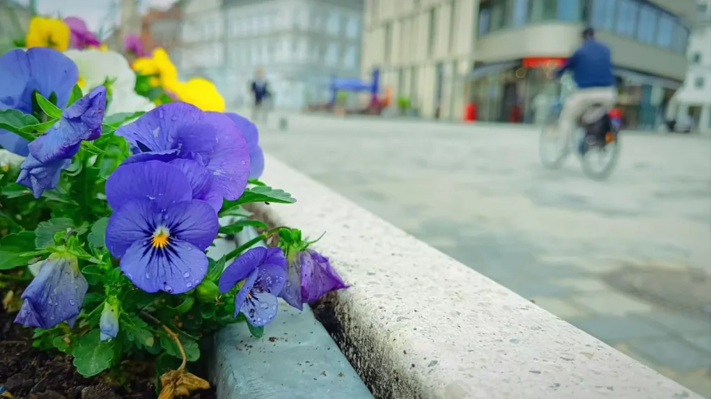Ein Bild auf 5min.at zeigt Frühlingsblumen am Hans-Gasser-Platz in Villach.