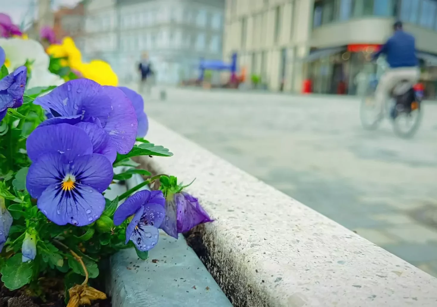 Ein Bild auf 5min.at zeigt Frühlingsblumen am Hans-Gasser-Platz in Villach.