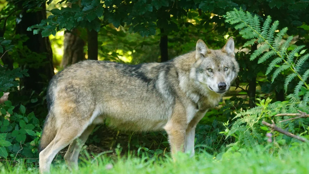 Das Bild auf 5min.at zeigt einen Wolf.