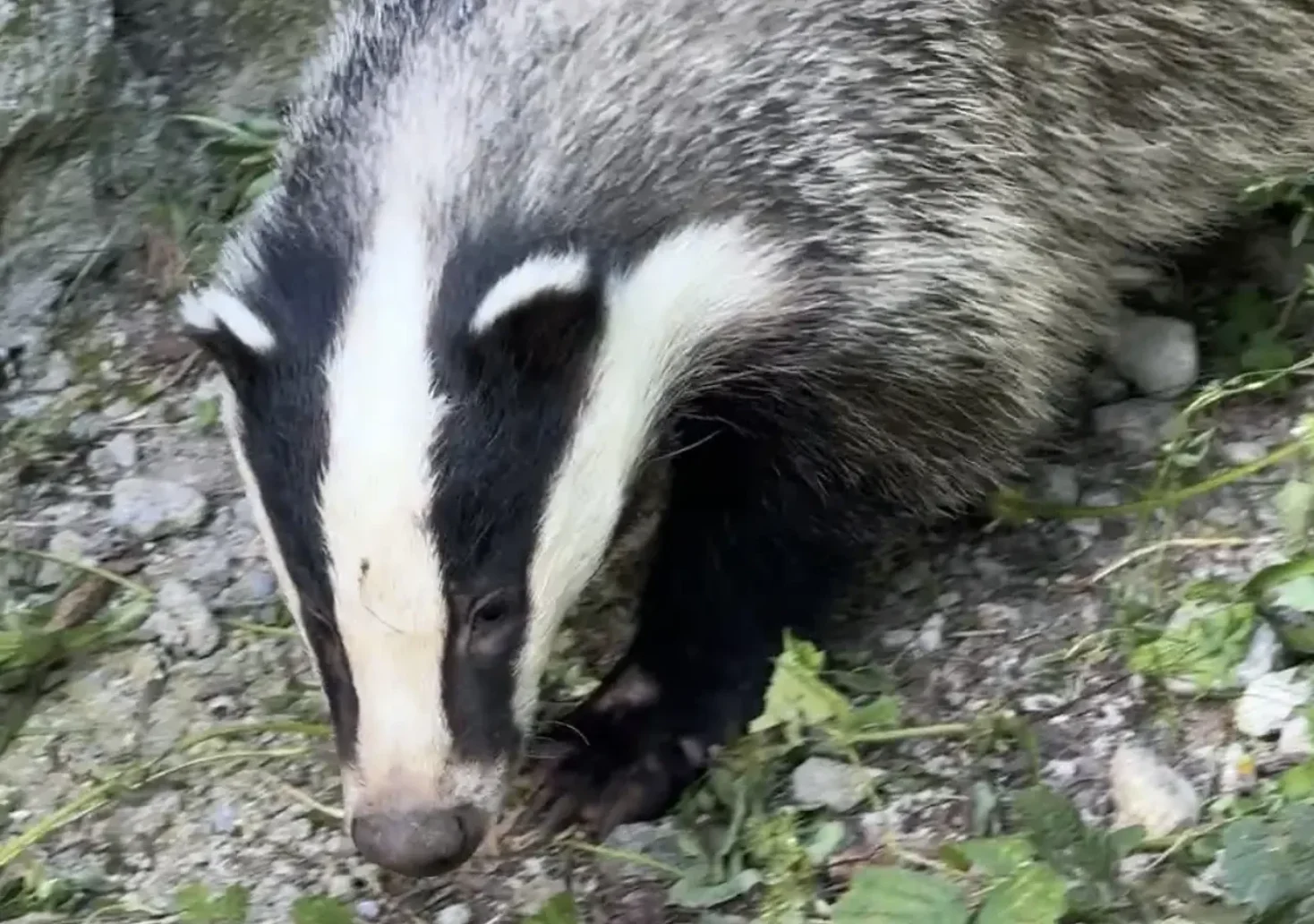 Ein Bild auf 5min.at zeigt die Dachs-Dame Bounty