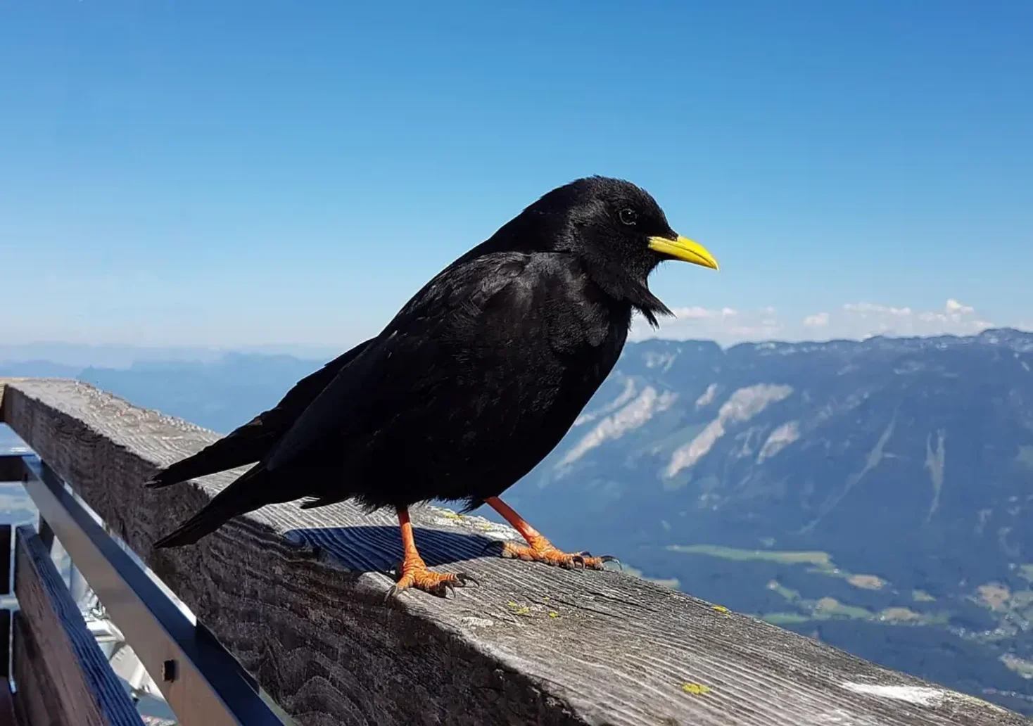 Ein Bild auf 5min.at zeigt eine Alpendohle, die auf einem Holzgel&auml;nder sitzt.