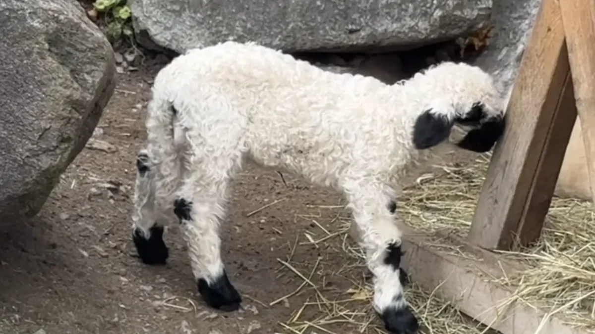 Bild auf 5min.at zeigt den Nachwuchs von Alpenzoo Innsbruck