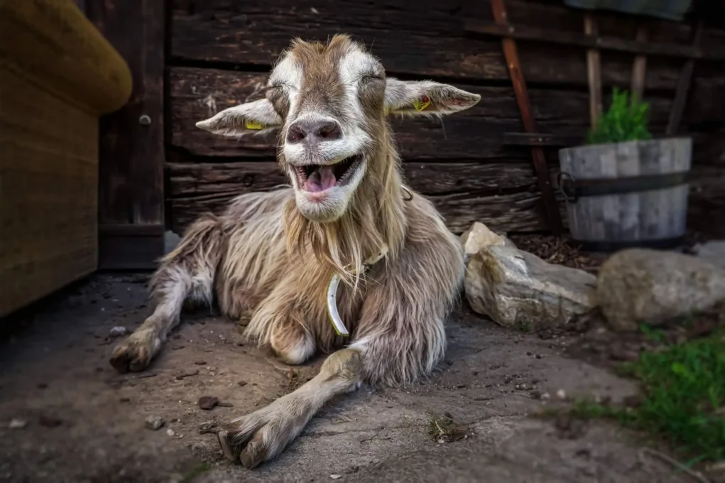 Bild auf 5min.at zeigt den Hof von Eddy.