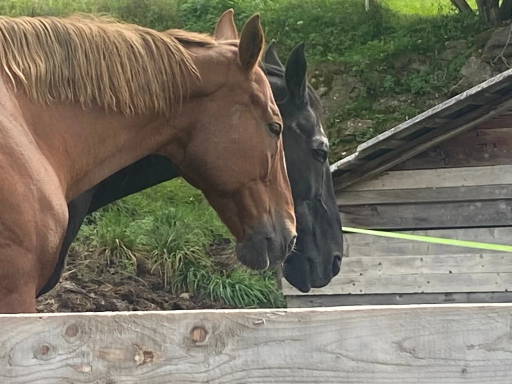 Bild auf 5min.at zeigt den Hof von Eddy.