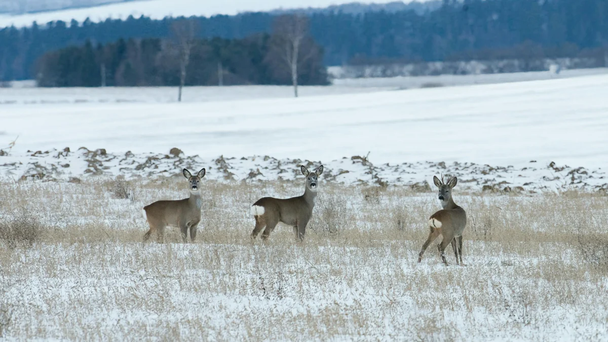 Ein Bild auf 5min.at zeigt drei Rehe, die auf einer verschneiten Wiese stehen.