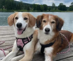 Bild auf 5min.at zeigt zwei Hunde.