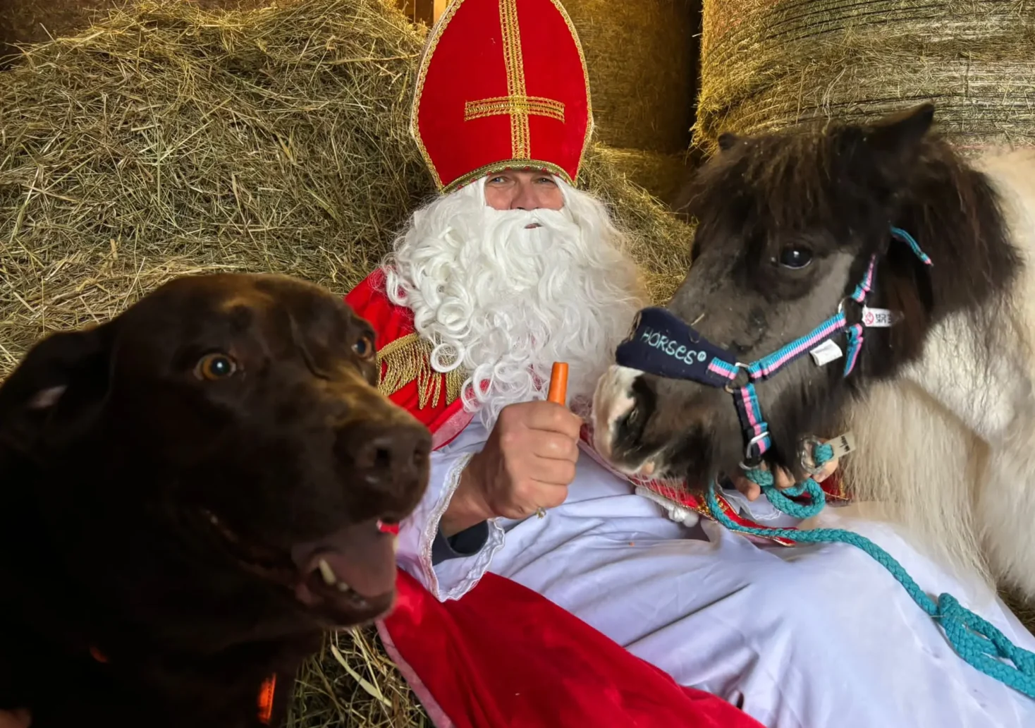 Auf dem Foto von www.5min.at sieht man den Nikolo am Tierhof.