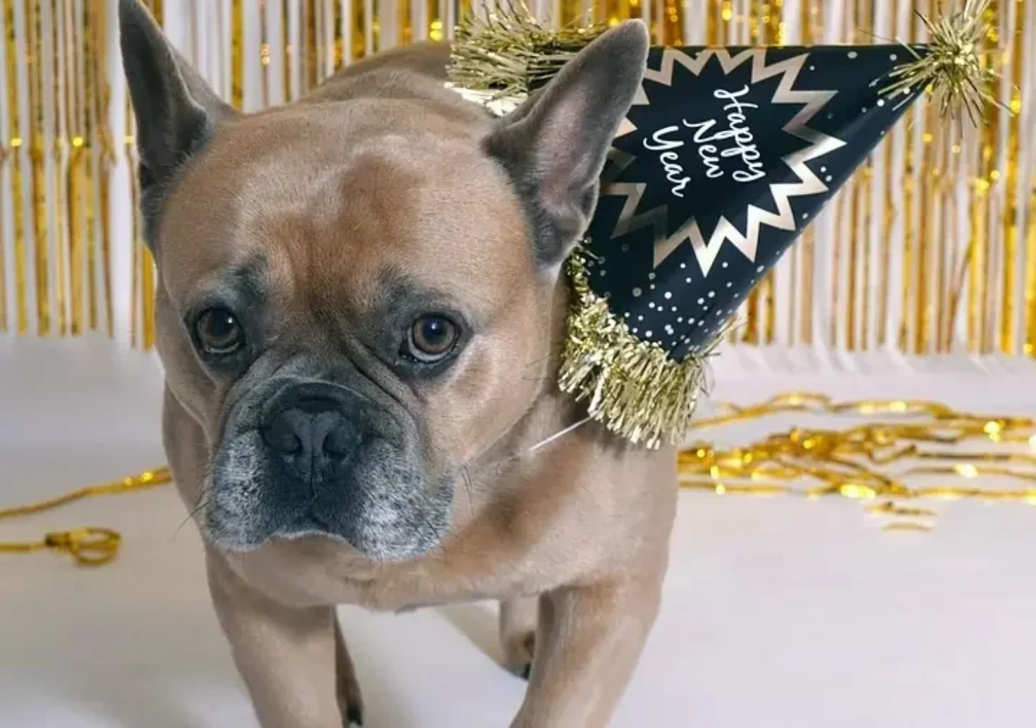 Bild auf 5min.at zeigt einen Hund mit Hut.