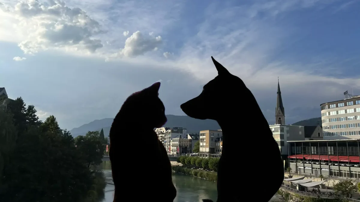 Das Bild auf 5min.at zeigt eine Katze und einen Hund und im Hintergrund Villach.