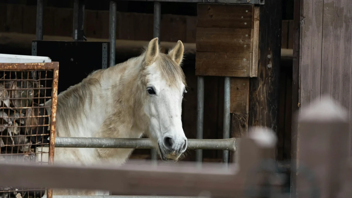 Foto auf 5min.at zeigt ein Pferd.