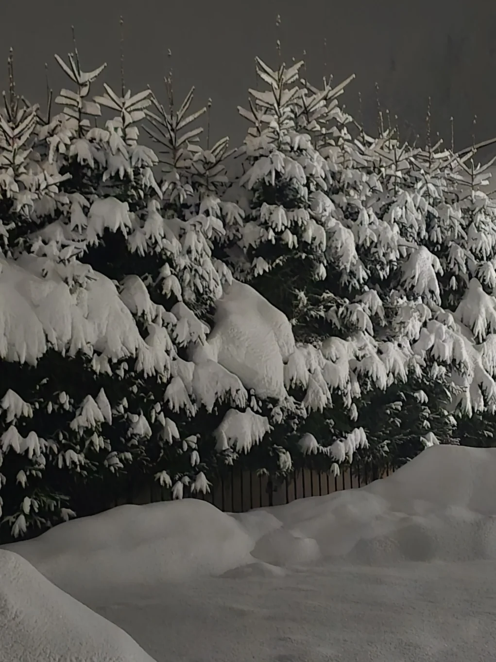 Das Bild auf 5min.at zeigt Schnee auf Bäumen.