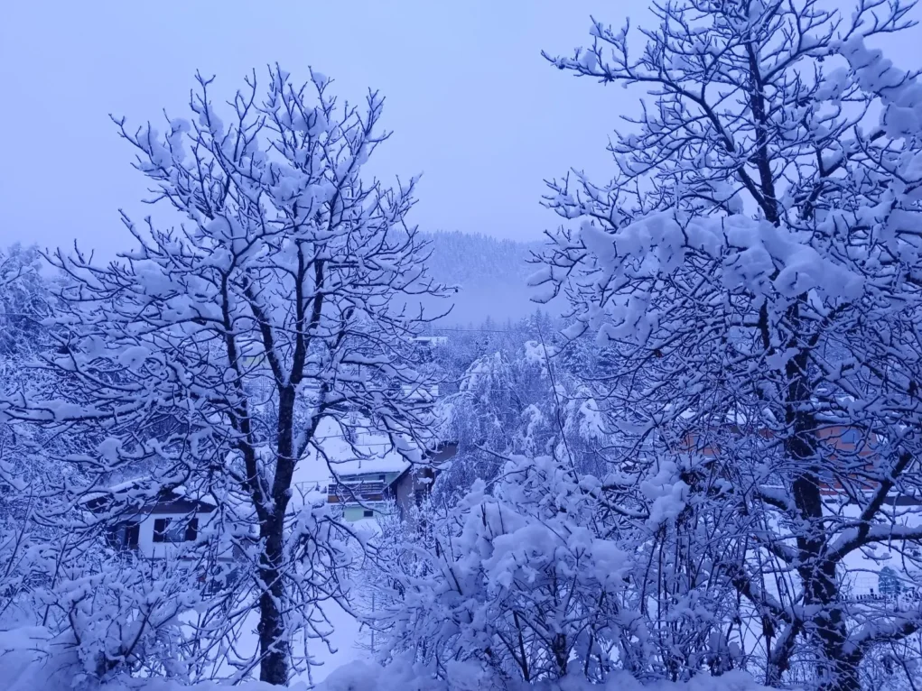 Das Bild auf 5min.at zeigt Schnee auf Bäumen.