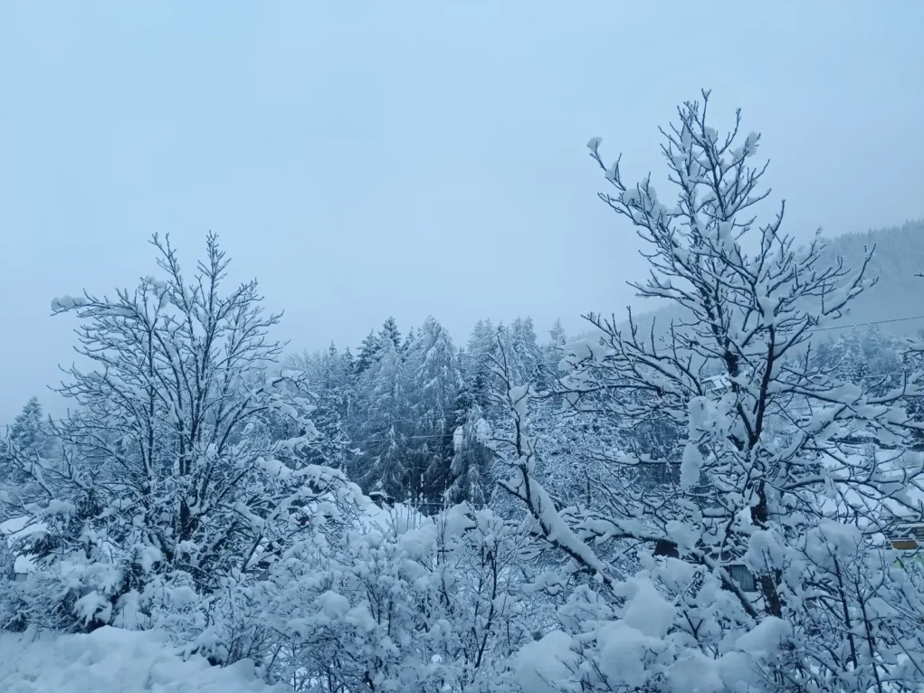 Das Bild auf 5min.at zeigt Schnee auf Bäumen.