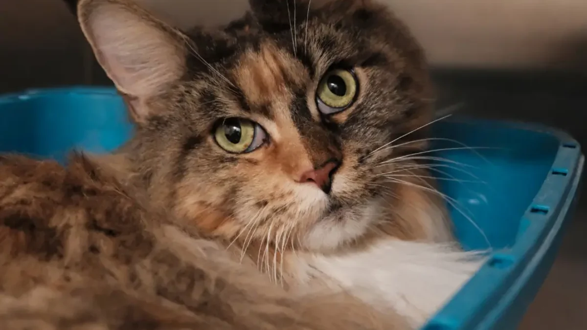 Das Bild auf 5min.at zeigt eine Katze.