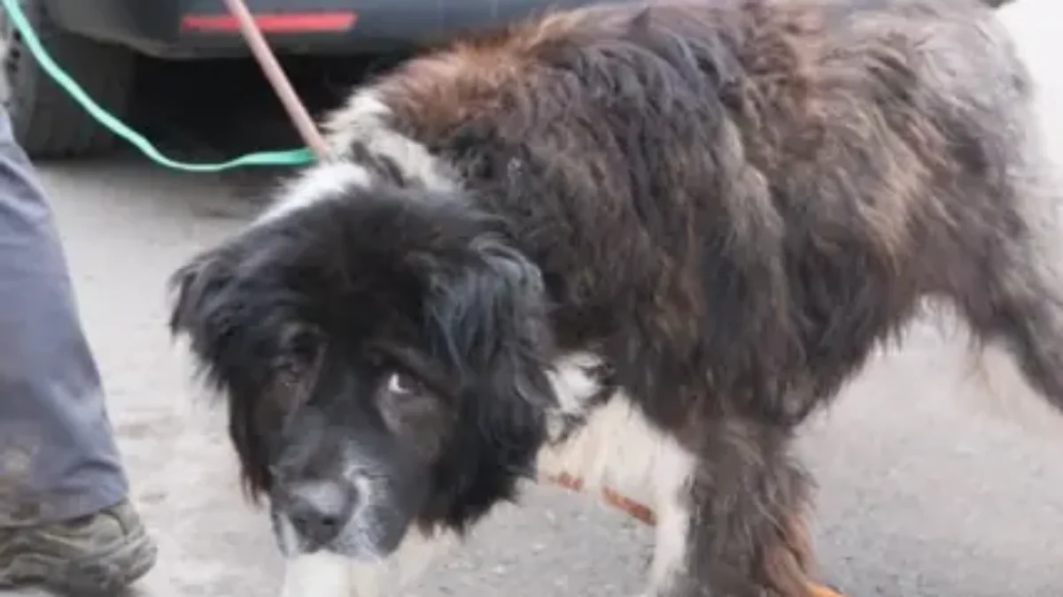 Foto auf 5min.at zeigt eine Tierrettung der Arche Noah.