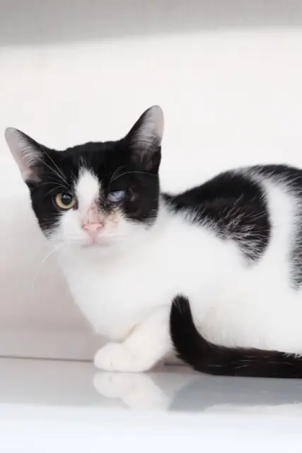 Foto auf 5min.at zeigt eine Tierrettung der Arche Noah.